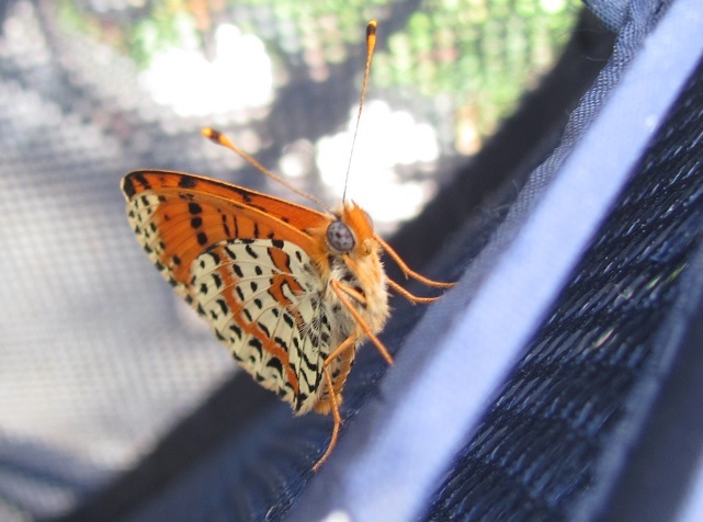 Allevamento di Melitaea didyma su Rhinanthus alectorolophus